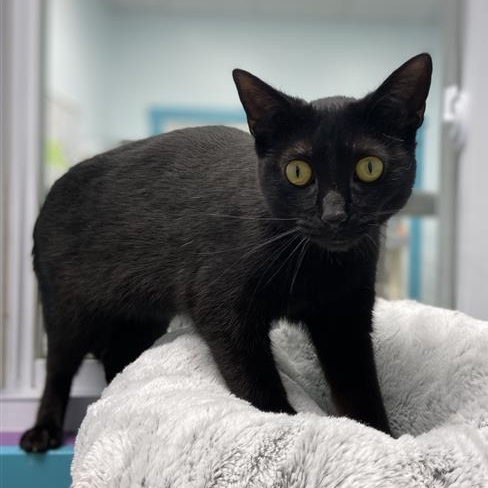 Enlarge Lucky Charm, an adopted Domestic Short Hair in Grand Rapids, MI image 5/6