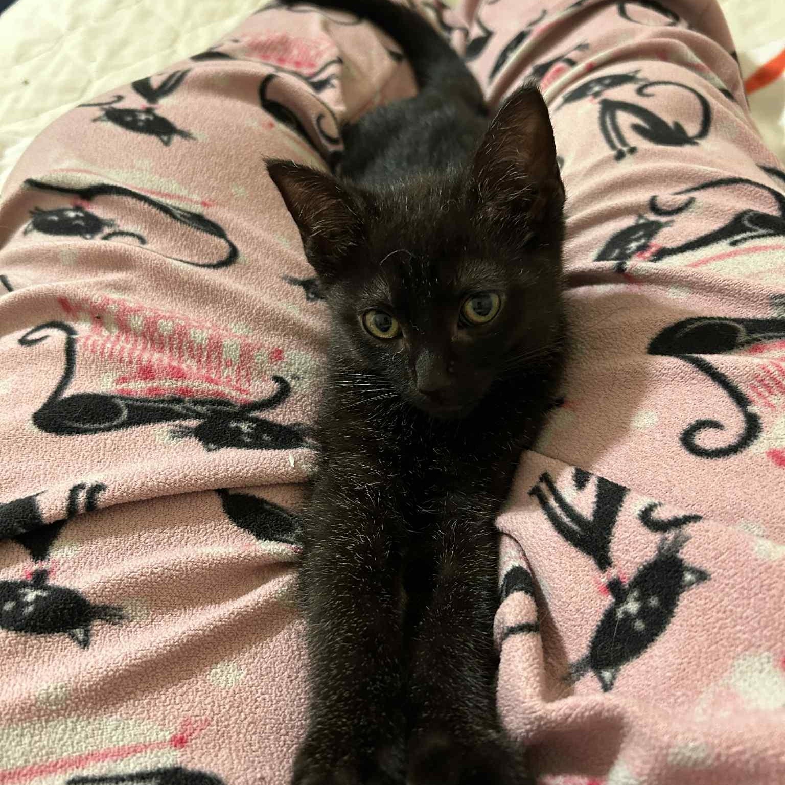 Enlarge Lucky Charm, a Adoptable Domestic Short Hair in Grand Rapids, MI image 6/6