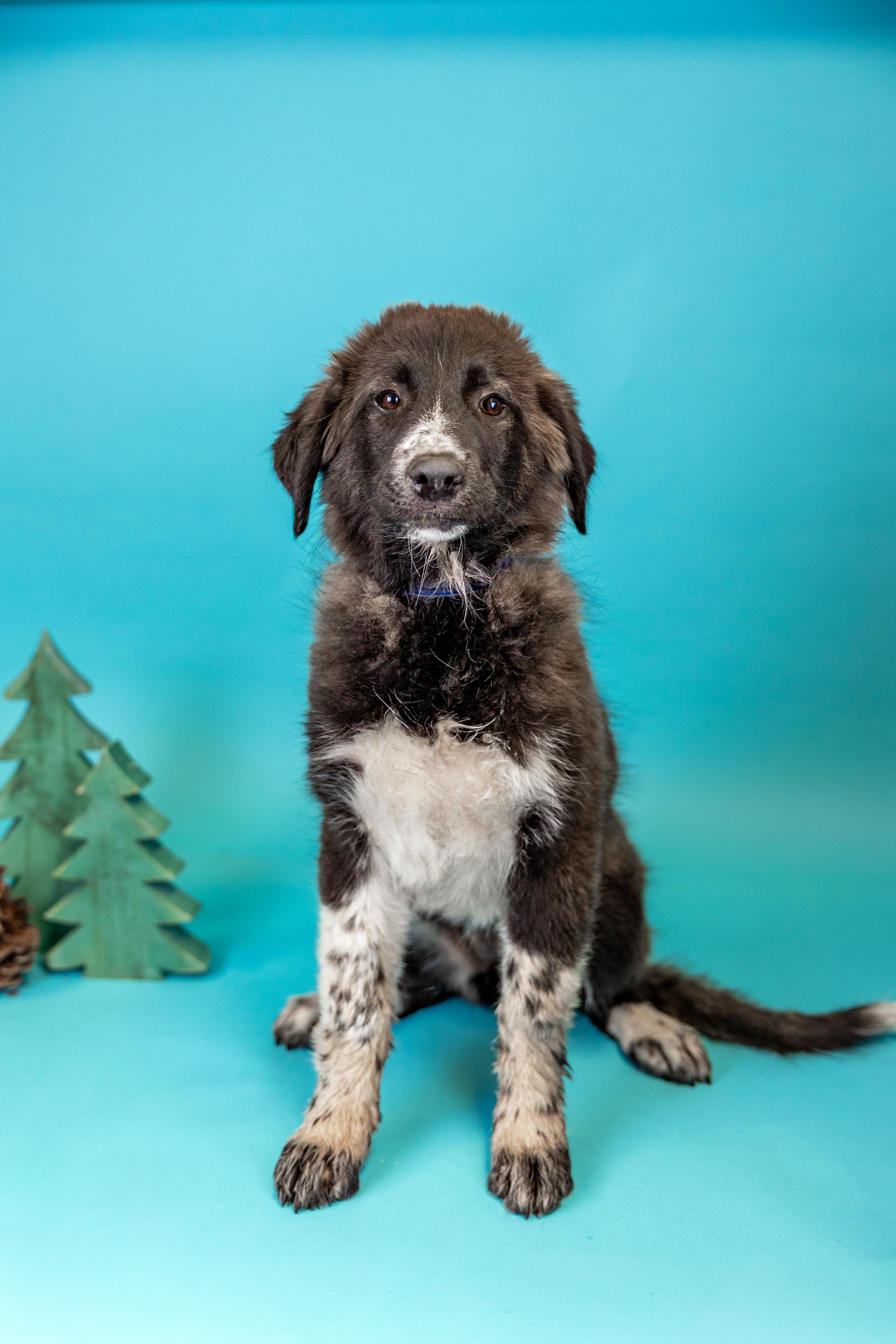 #1021-25 (Holly), Adoptable, Puppy Female Great Pyrenees.