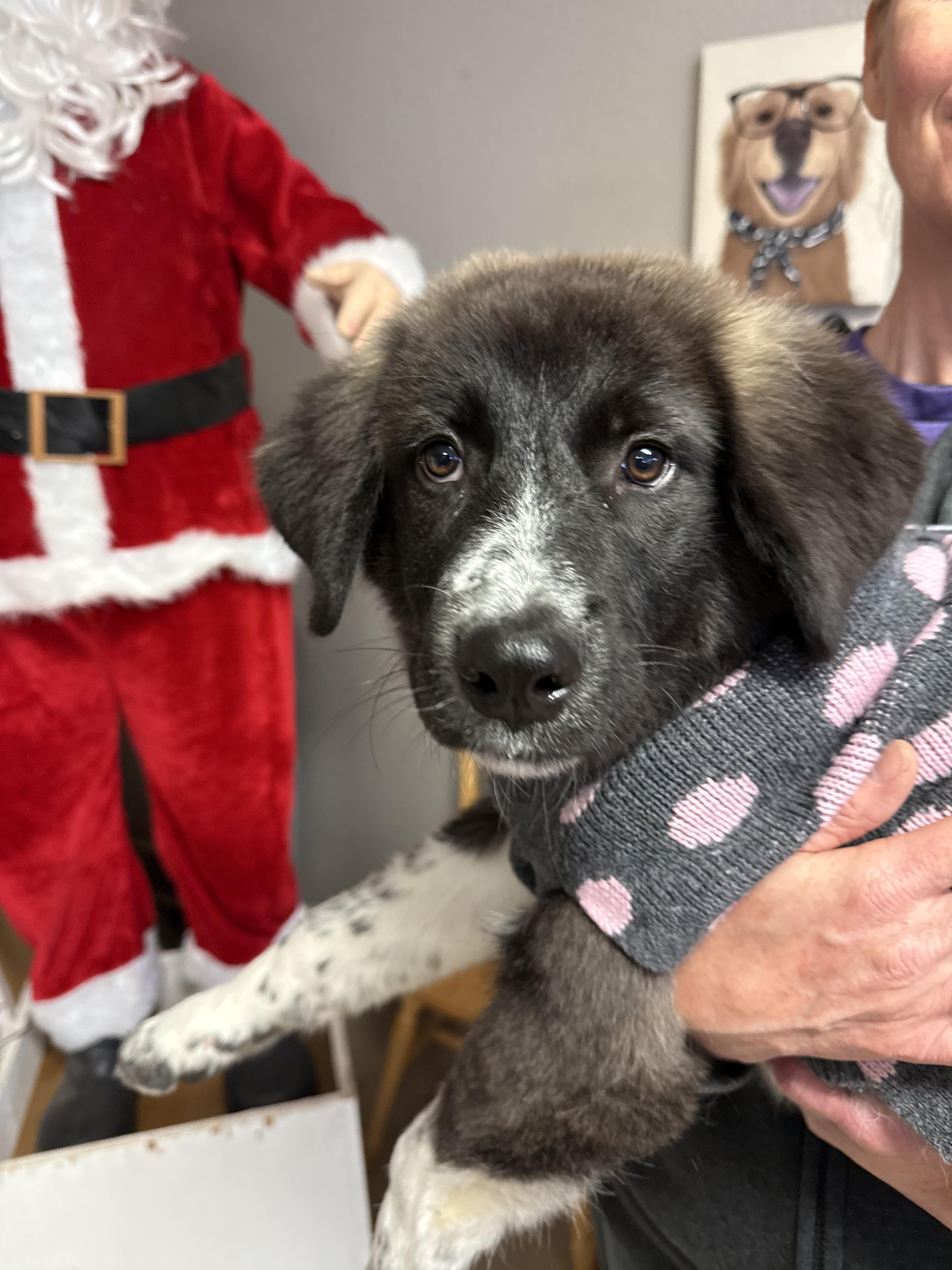 #1021-25 (Holly), a Adoptable mixed breed in Brighton, CO image 2/4