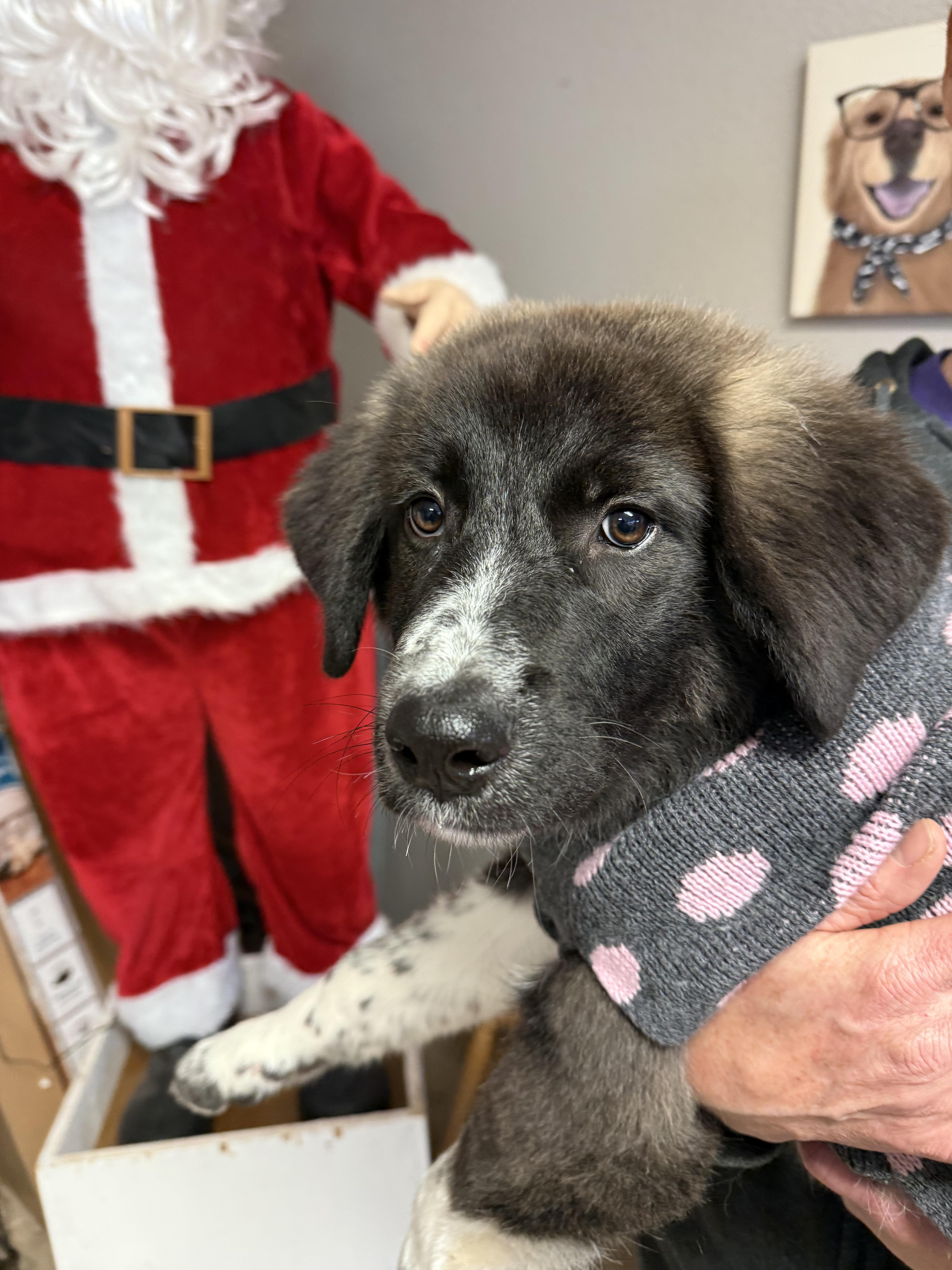 #1021-25 (Holly), a Adoptable mixed breed in Brighton, CO image 3/4