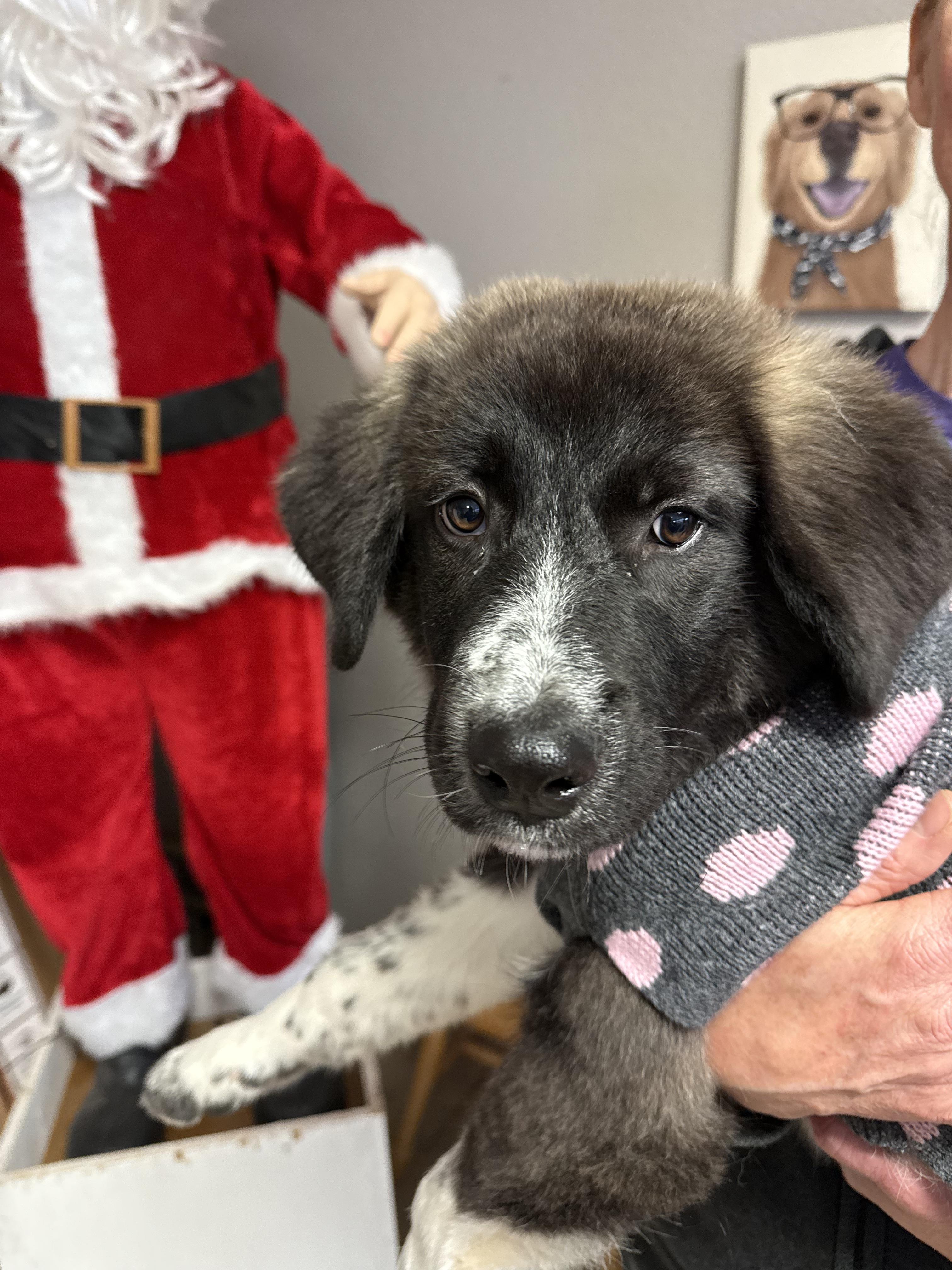 #1021-25 (Holly), a Adoptable mixed breed in Brighton, CO image 4/4