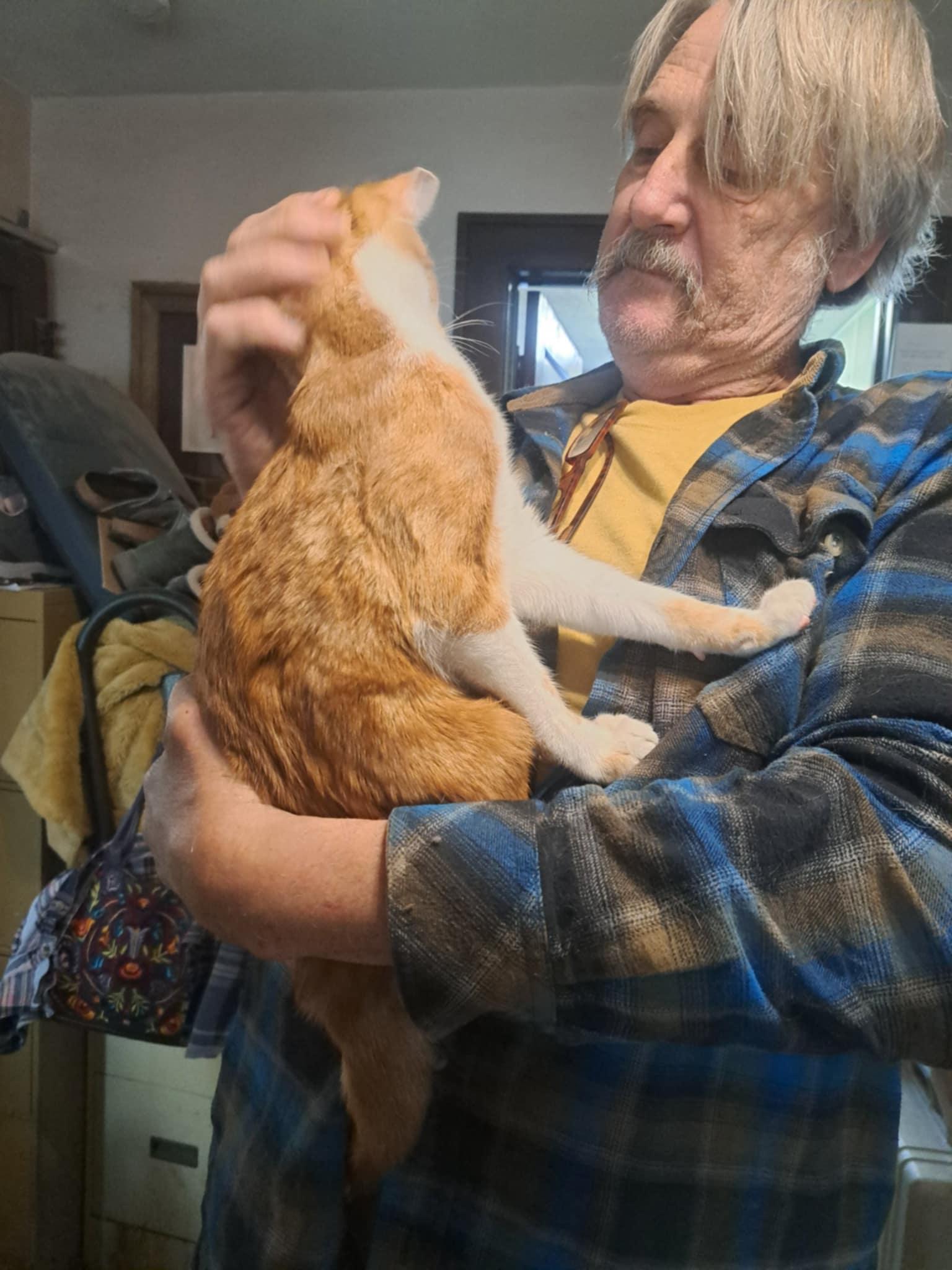 Enlarge Luke Jedi Jones, a Adoptable mixed breed in Indianapolis, IN image 3/4