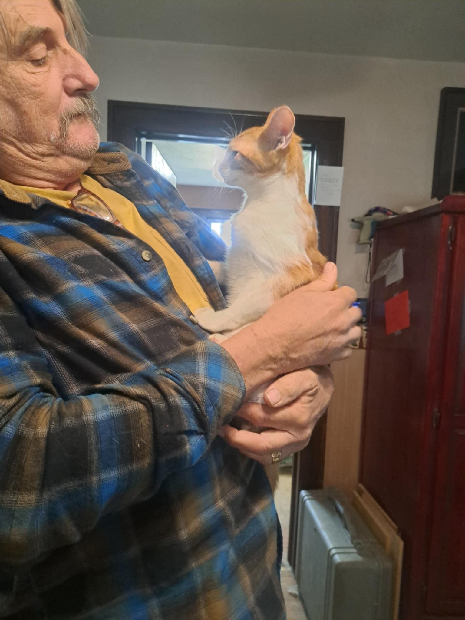 Enlarge Luke Jedi Jones, a Adoptable mixed breed in Indianapolis, IN image 1/4