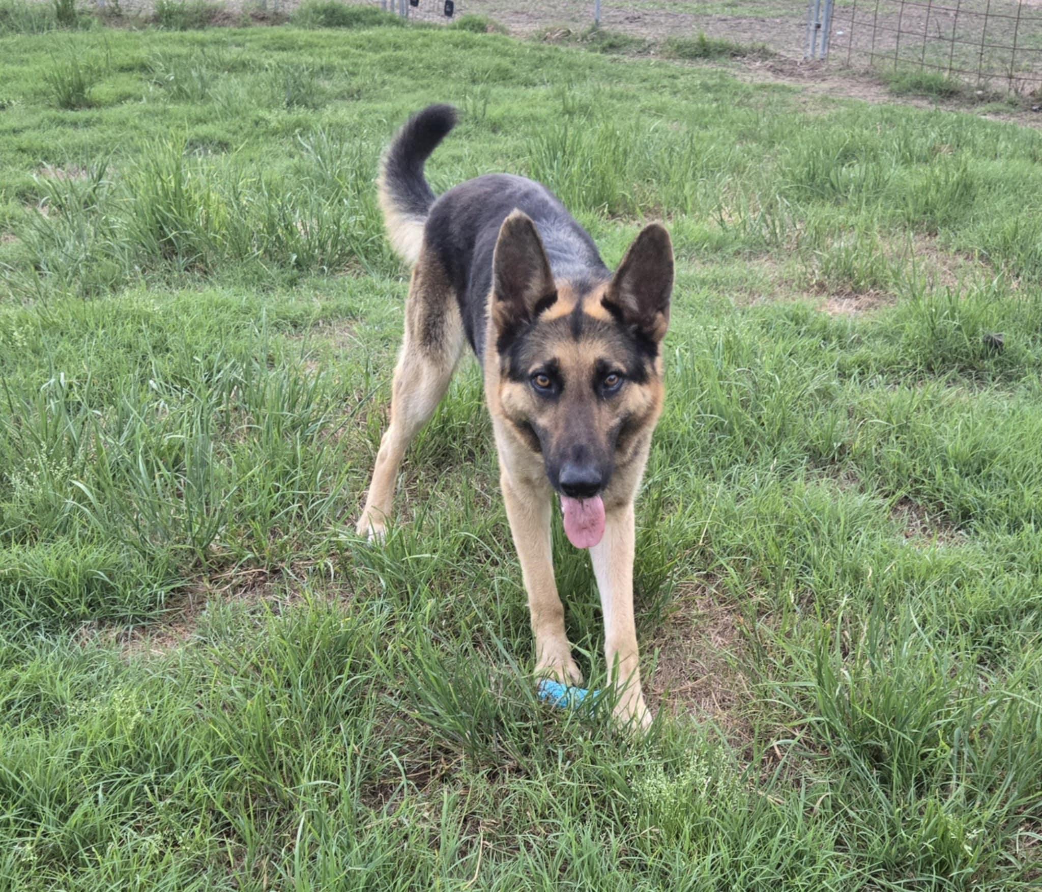 Sirius, a Adopted German Shepherd Dog in Fouke, AR image 1/5