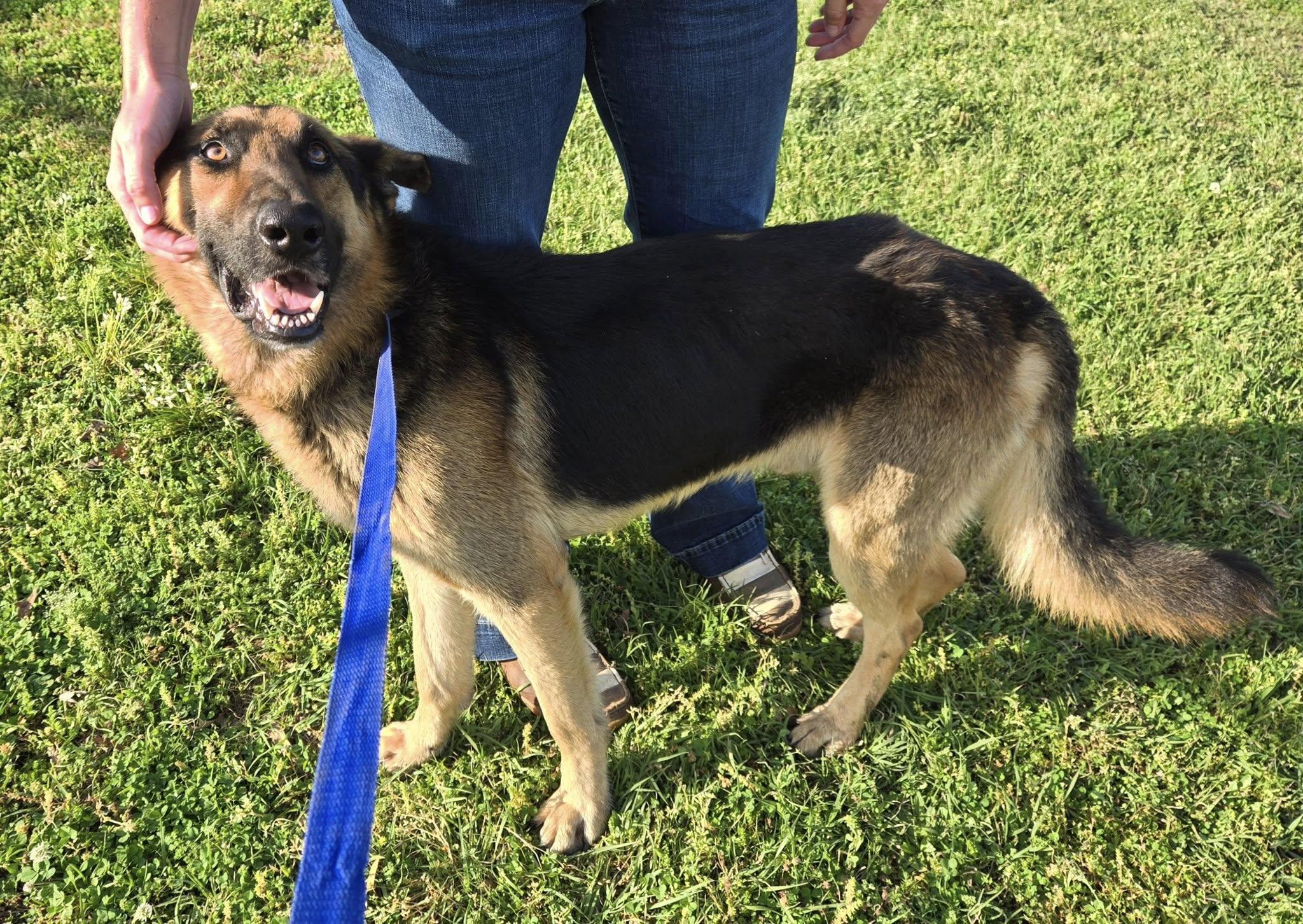 Sirius, a Adopted German Shepherd Dog in Fouke, AR image 2/5
