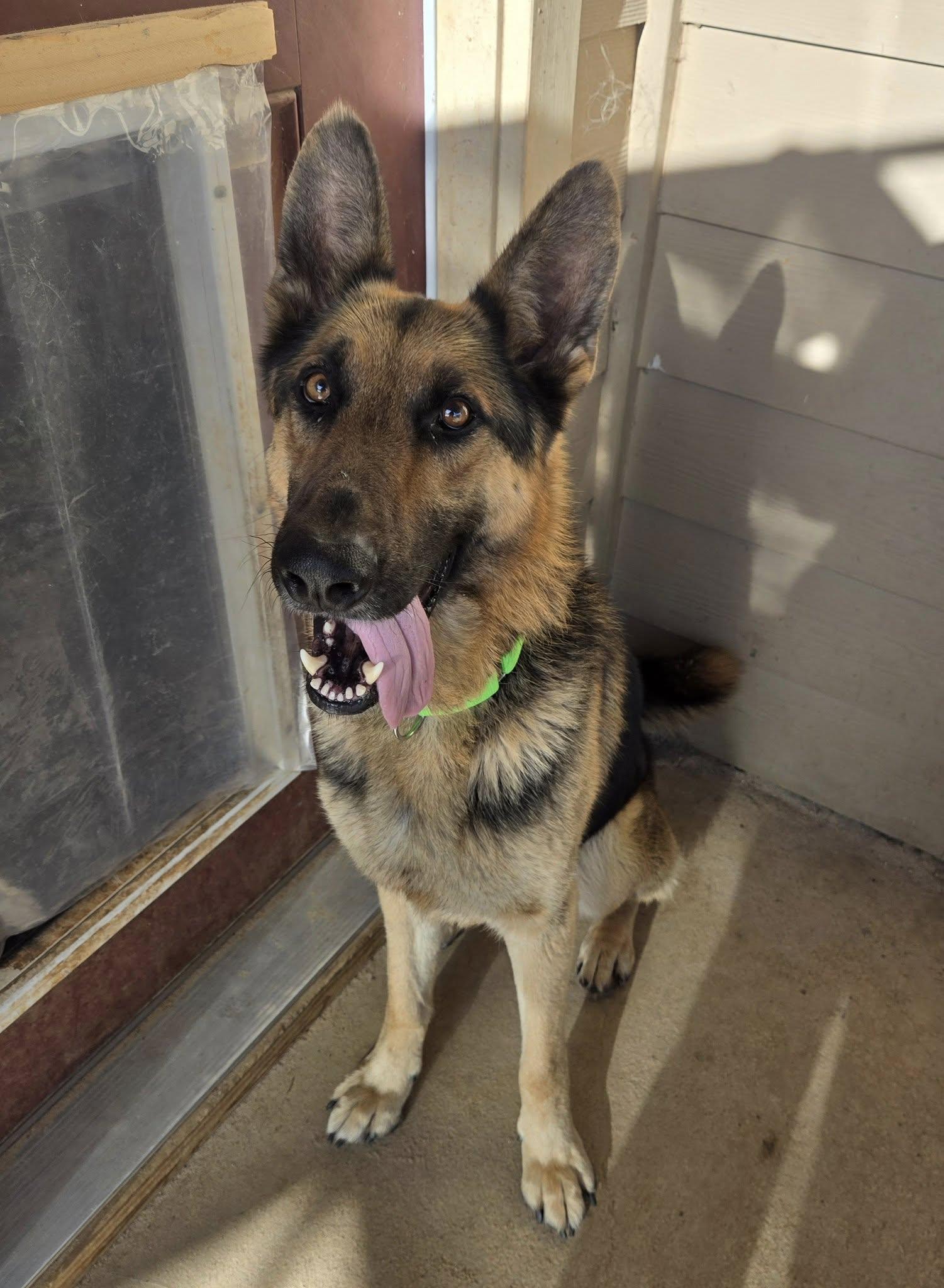 Sirius, a Adopted German Shepherd Dog in Fouke, AR image 3/5