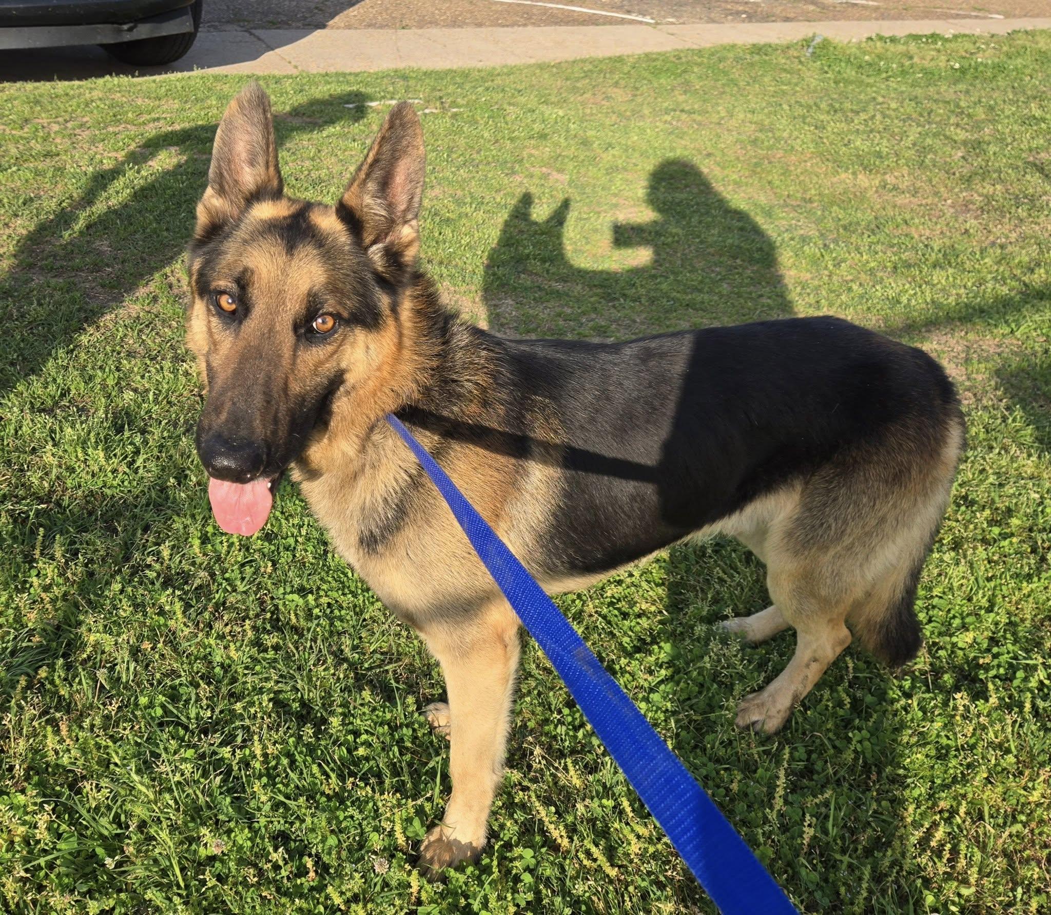 Sirius, a Adopted German Shepherd Dog in Fouke, AR image 4/5