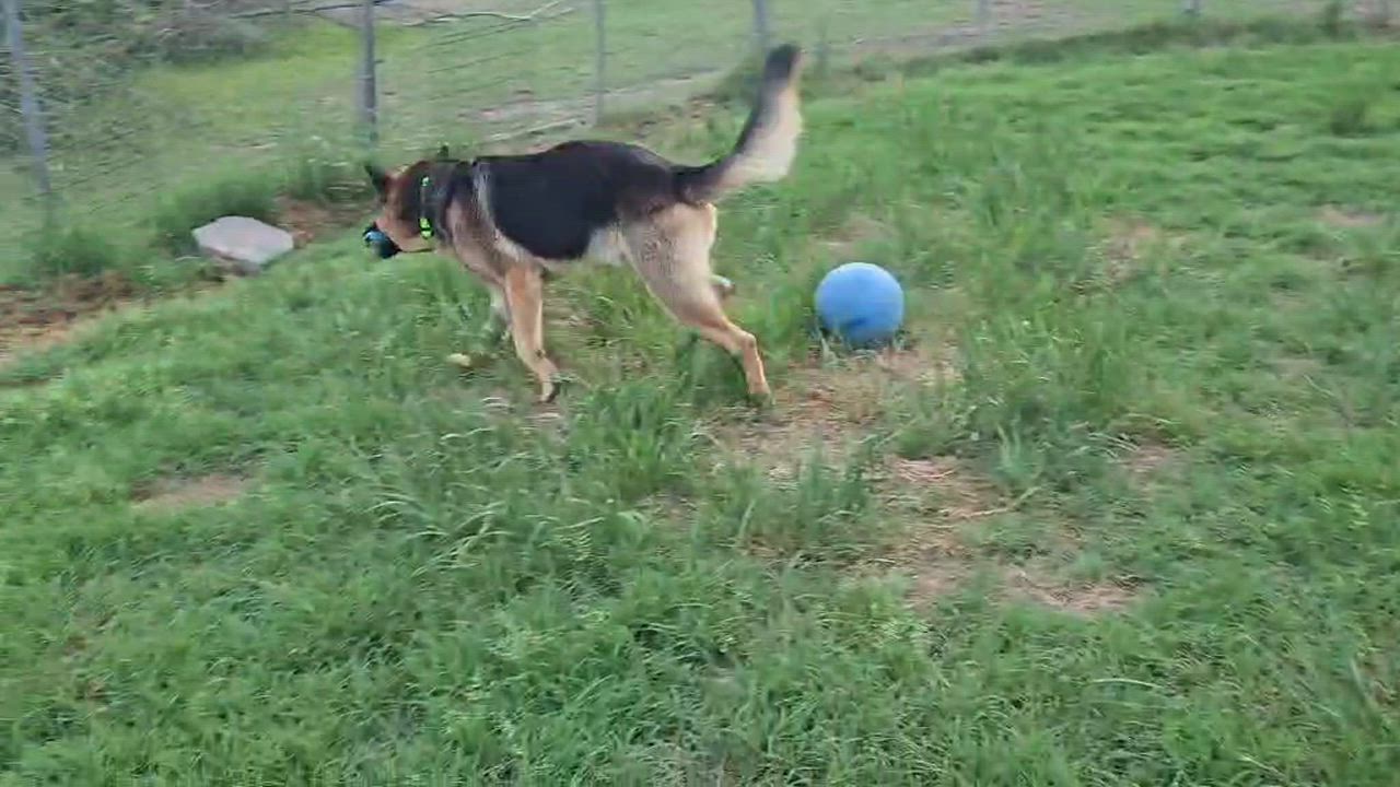 Enlarge Sirius, a Adopted German Shepherd Dog in Fouke, AR video 5/5