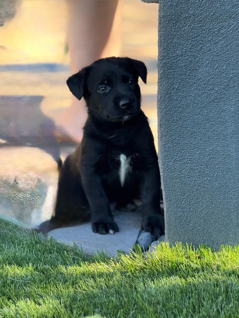 Jackie, Adoptable, Puppy Male Belgian Shepherd / Malinois & Pit Bull Terrier.