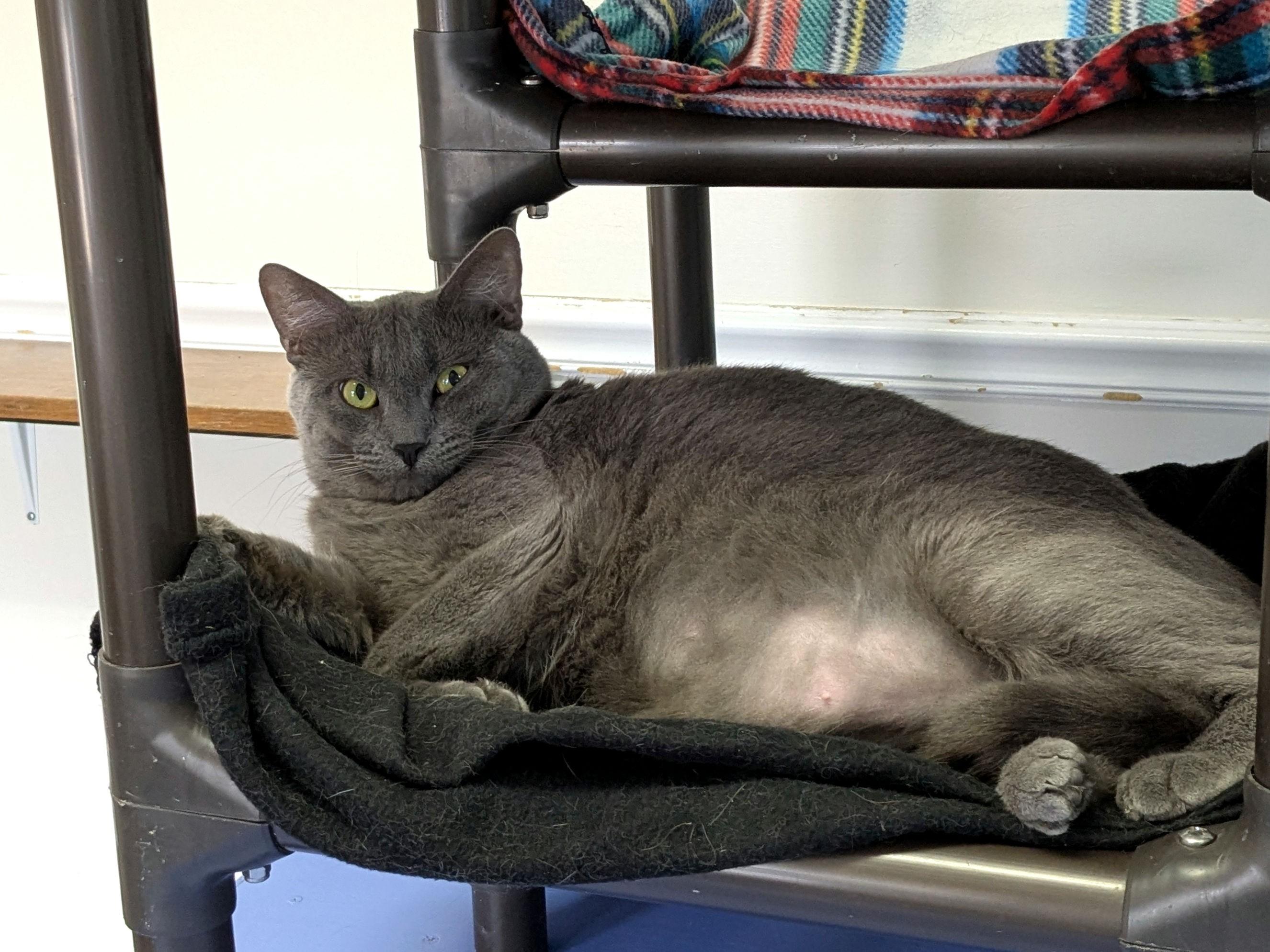 Enlarge Sugar Monkey, a Adoptable Domestic Short Hair in Fairhope, AL image 5/5