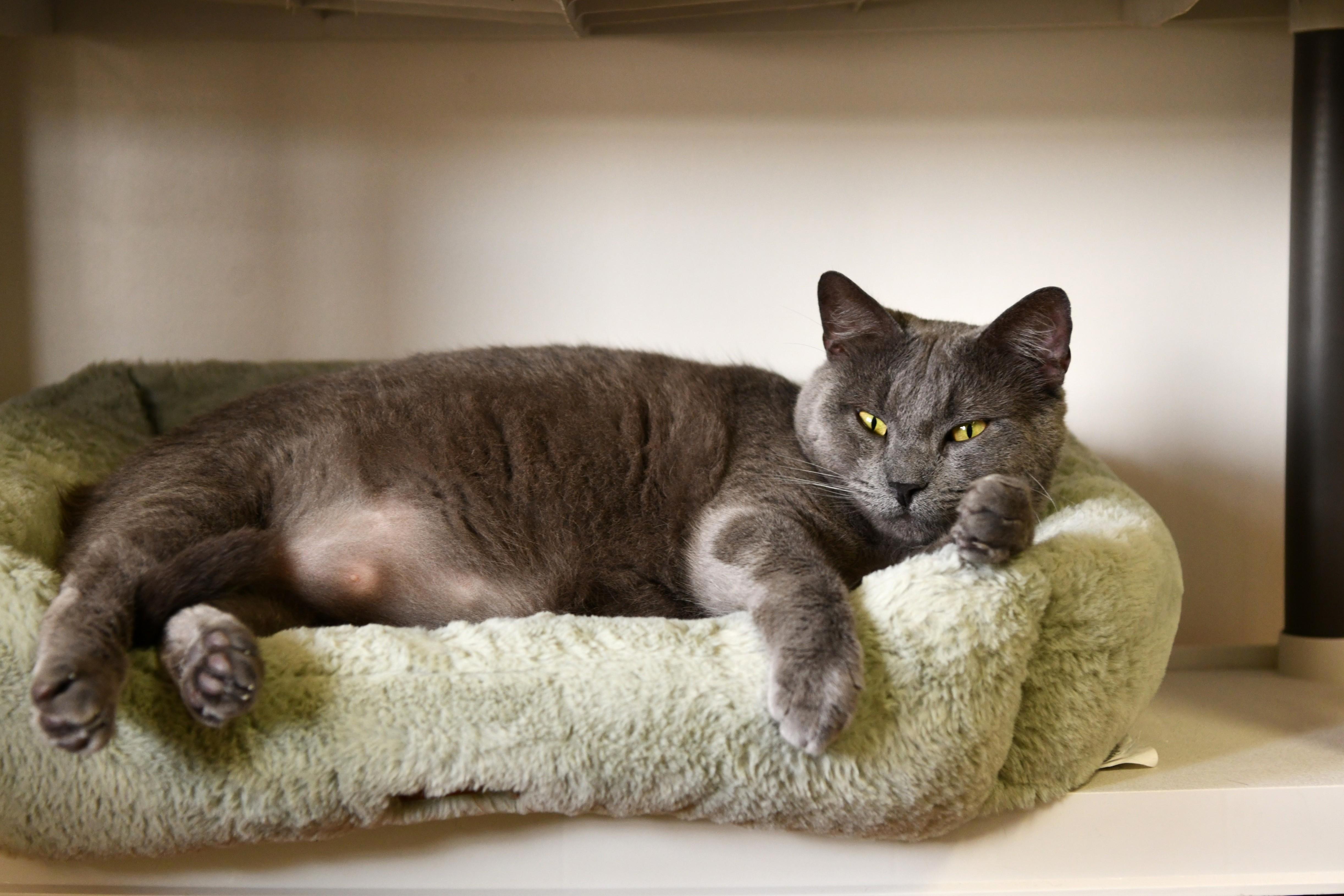 Enlarge Sugar Monkey, a Adoptable Domestic Short Hair in Fairhope, AL image 1/5