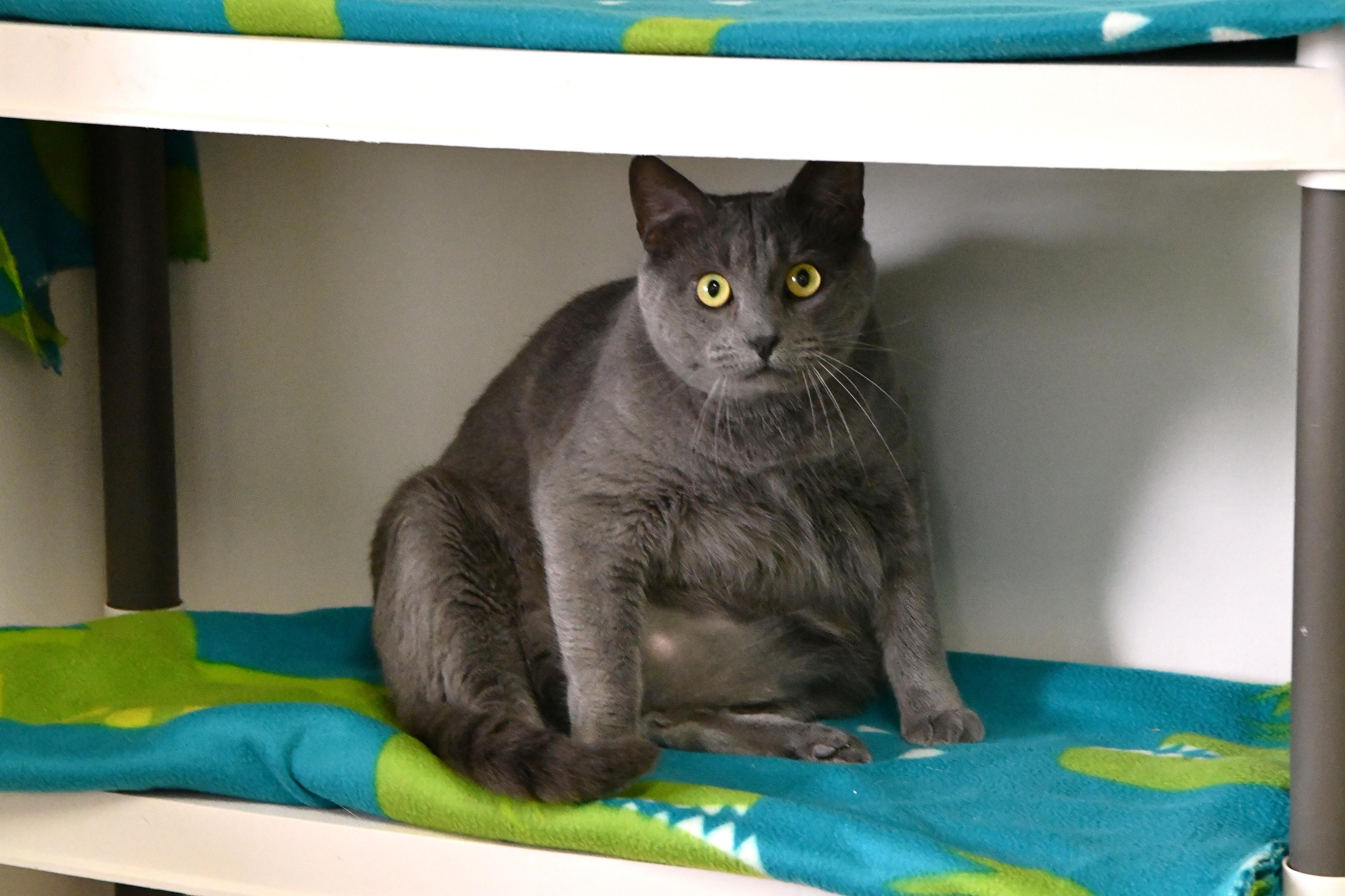 Enlarge Sugar Monkey, a Adoptable Domestic Short Hair in Fairhope, AL image 2/5