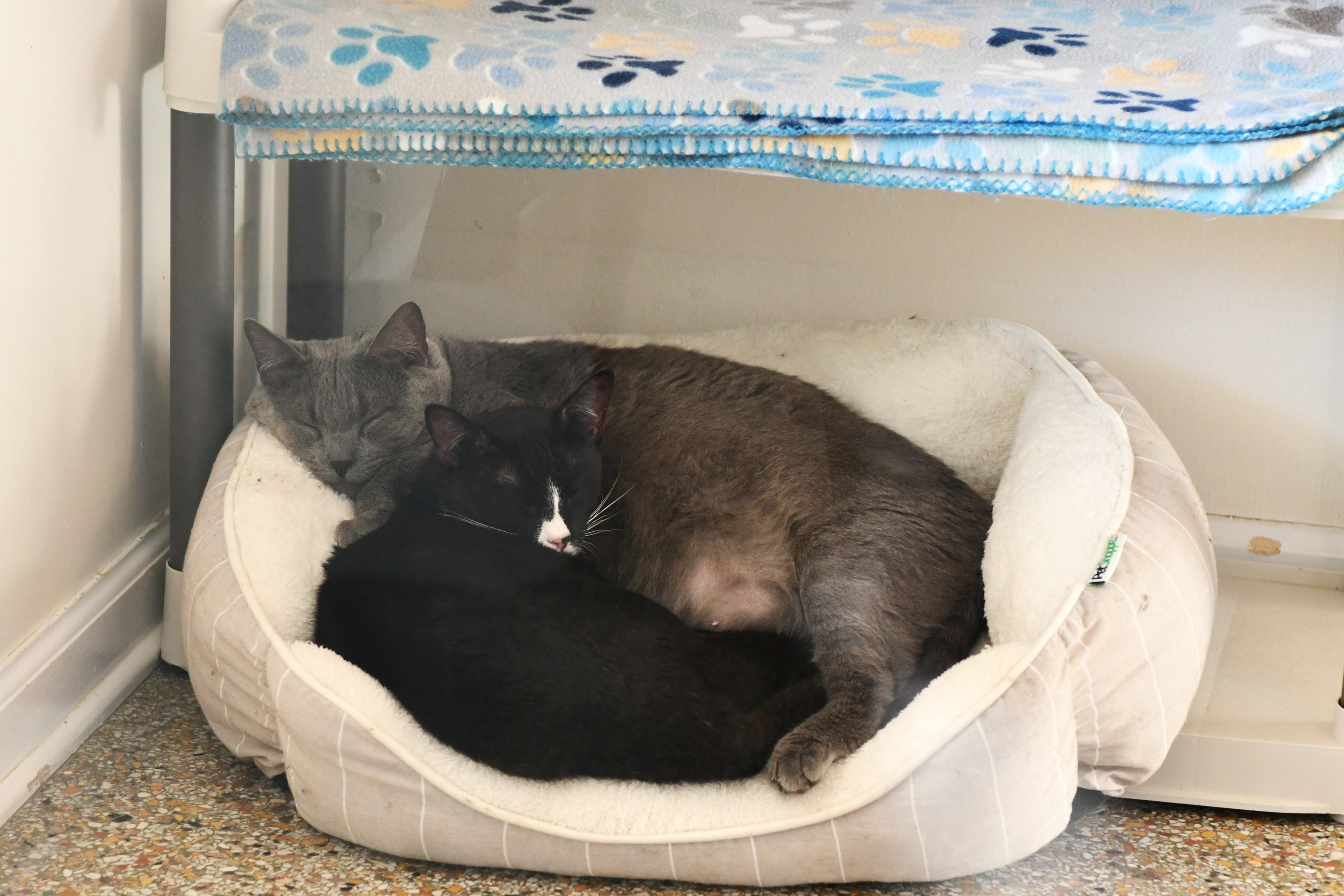 Enlarge Sugar Monkey, a Adoptable Domestic Short Hair in Fairhope, AL image 3/5