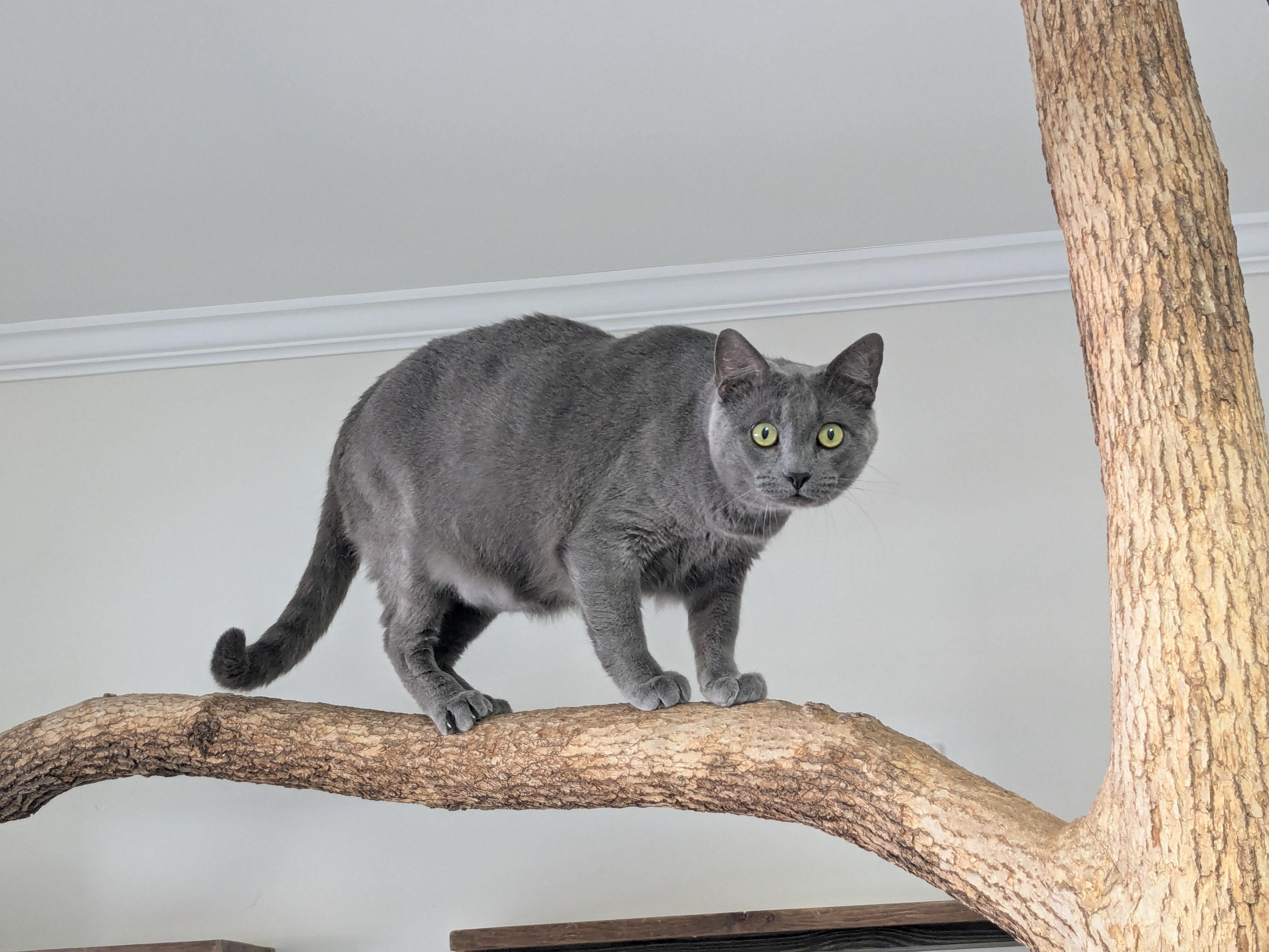 Enlarge Sugar Monkey, a Adoptable Domestic Short Hair in Fairhope, AL image 2/2