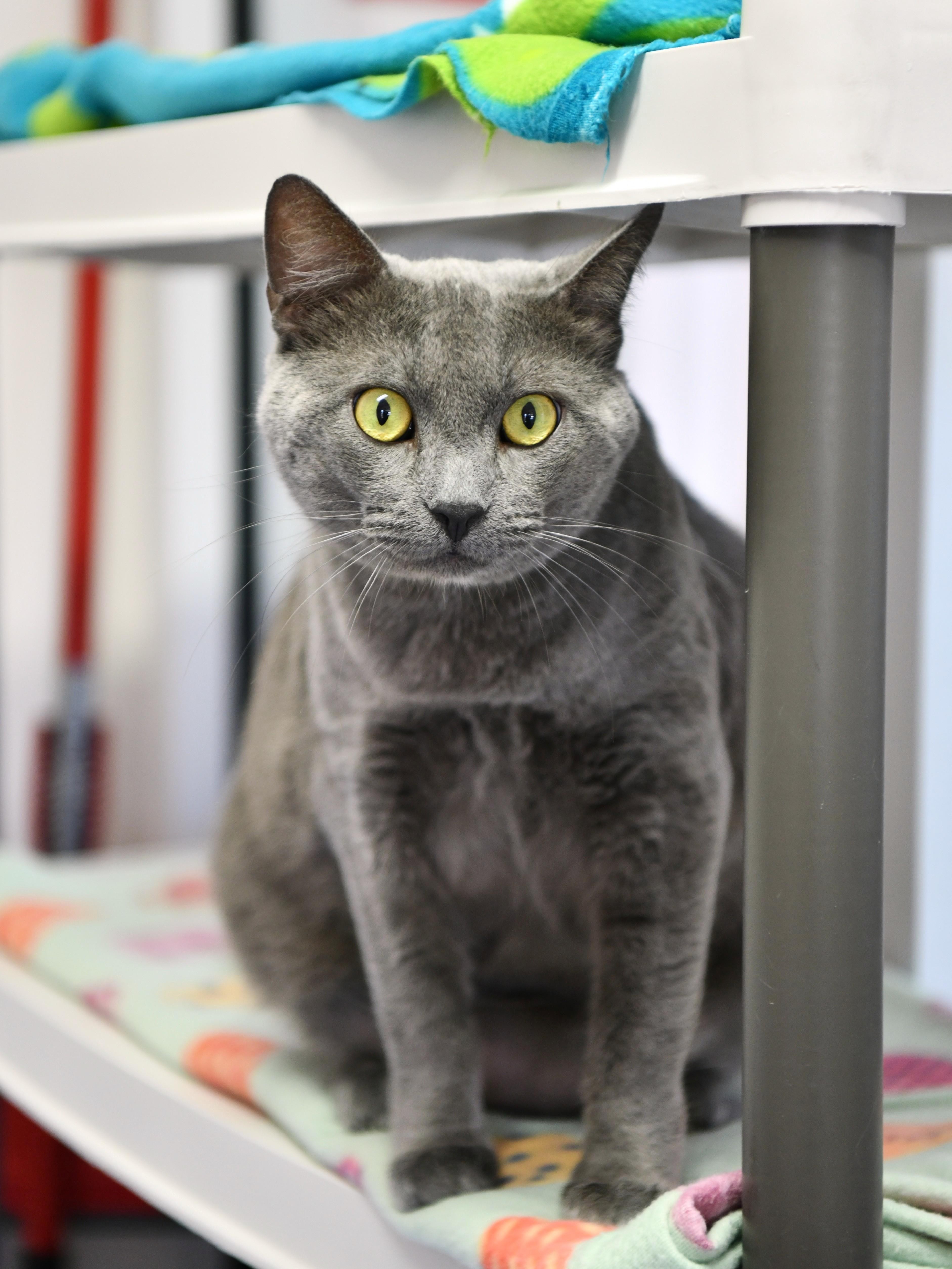 Enlarge Sugar Monkey, a Adoptable Domestic Short Hair in Fairhope, AL image 1/2