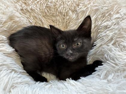 Mario, Adoptable, Kitten Male Domestic Short Hair & Domestic Short Hair.
