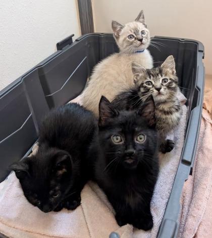 Mario, a Adoptable mixed breed in Pleasanton, CA image 2/3
