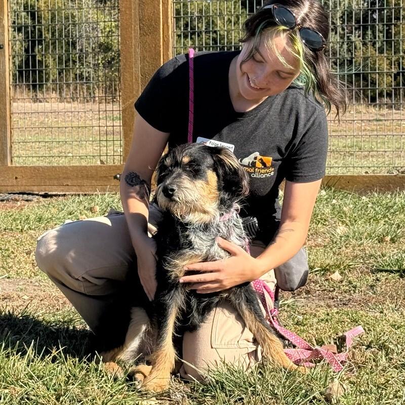 Harbor, Adoptable, Young Male Mixed Breed & Mixed Breed.