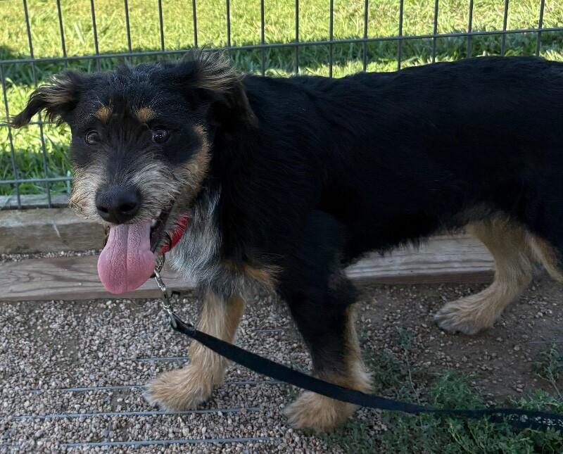 Harbor, a Adoptable mixed breed in Fort Collins, CO image 2/6