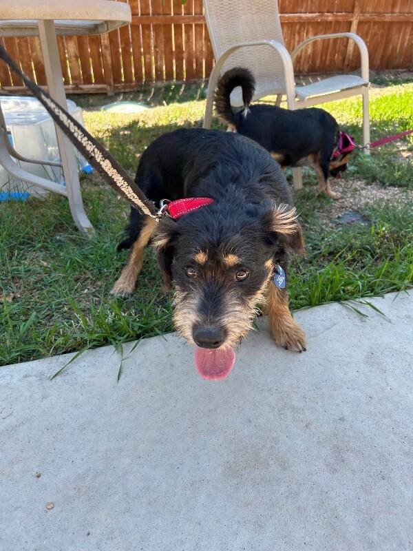 Harbor, a Adoptable mixed breed in Fort Collins, CO image 3/6
