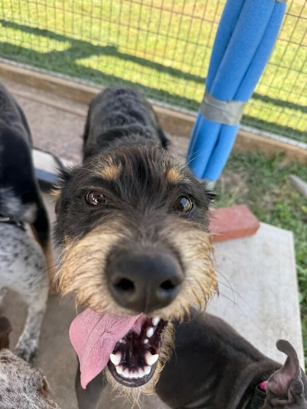 Harbor, a Adoptable mixed breed in Fort Collins, CO image 4/6