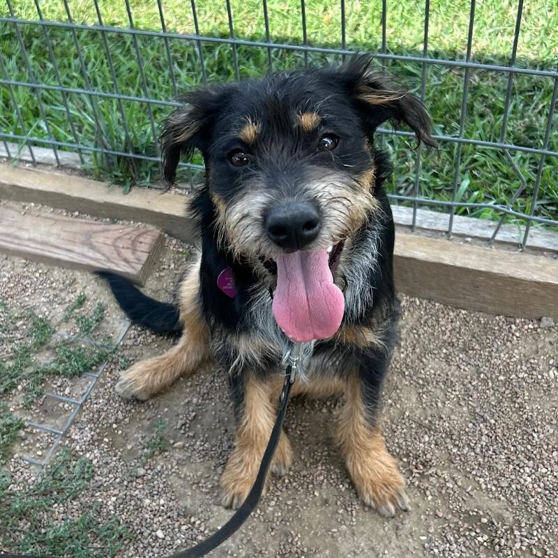 Harbor, a Adoptable mixed breed in Fort Collins, CO image 5/6