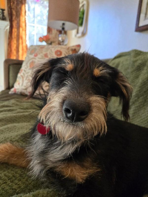 Harbor, a Adoptable mixed breed in Fort Collins, CO image 6/6