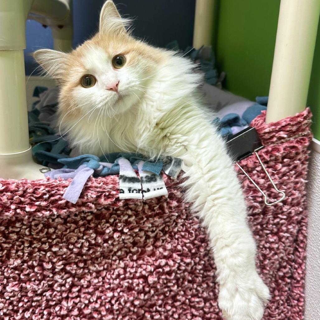 Tofu, Adoptable, Adult Female Domestic Long Hair.
