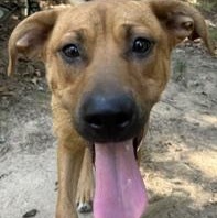 Enlarge Clifford, a ADOPTABLE Mixed Breed in Little Rock, AR image 6/6