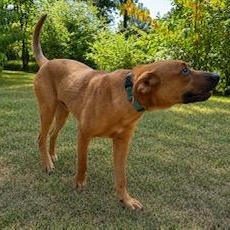 Enlarge Clifford, a ADOPTABLE Mixed Breed in Little Rock, AR image 4/6