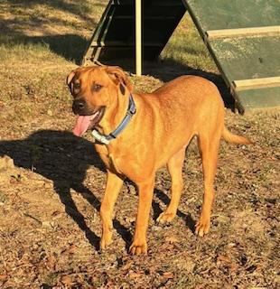 Clifford, Adoptable, Young Male Mixed Breed.