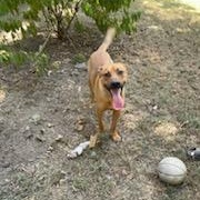 Enlarge Clifford, a ADOPTABLE Mixed Breed in Little Rock, AR image 5/6
