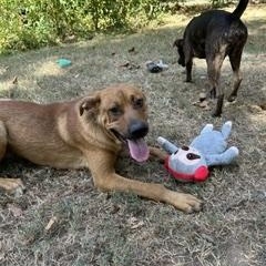 Enlarge Clifford, a ADOPTABLE Mixed Breed in Little Rock, AR image 3/6