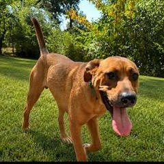 Enlarge Clifford, a ADOPTABLE Mixed Breed in Little Rock, AR image 2/6