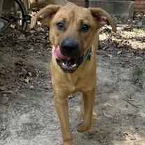 Clifford, ADOPTABLE, Young Male Mixed Breed.