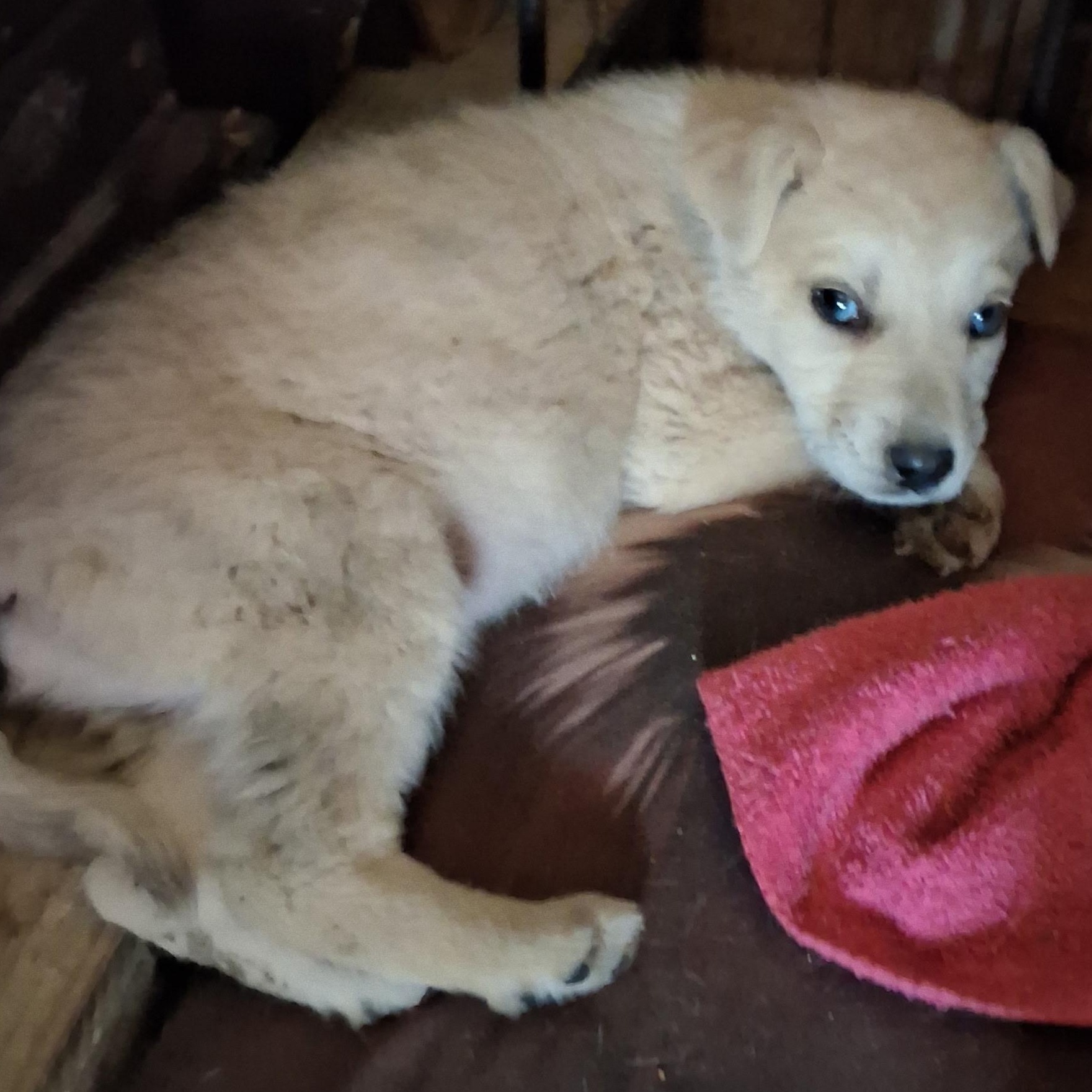 Bentley — thumbnail 4