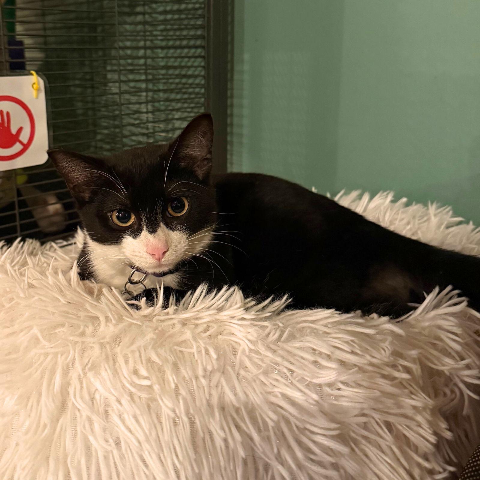 Binomial, Adoptable, Young Male Domestic Short Hair.