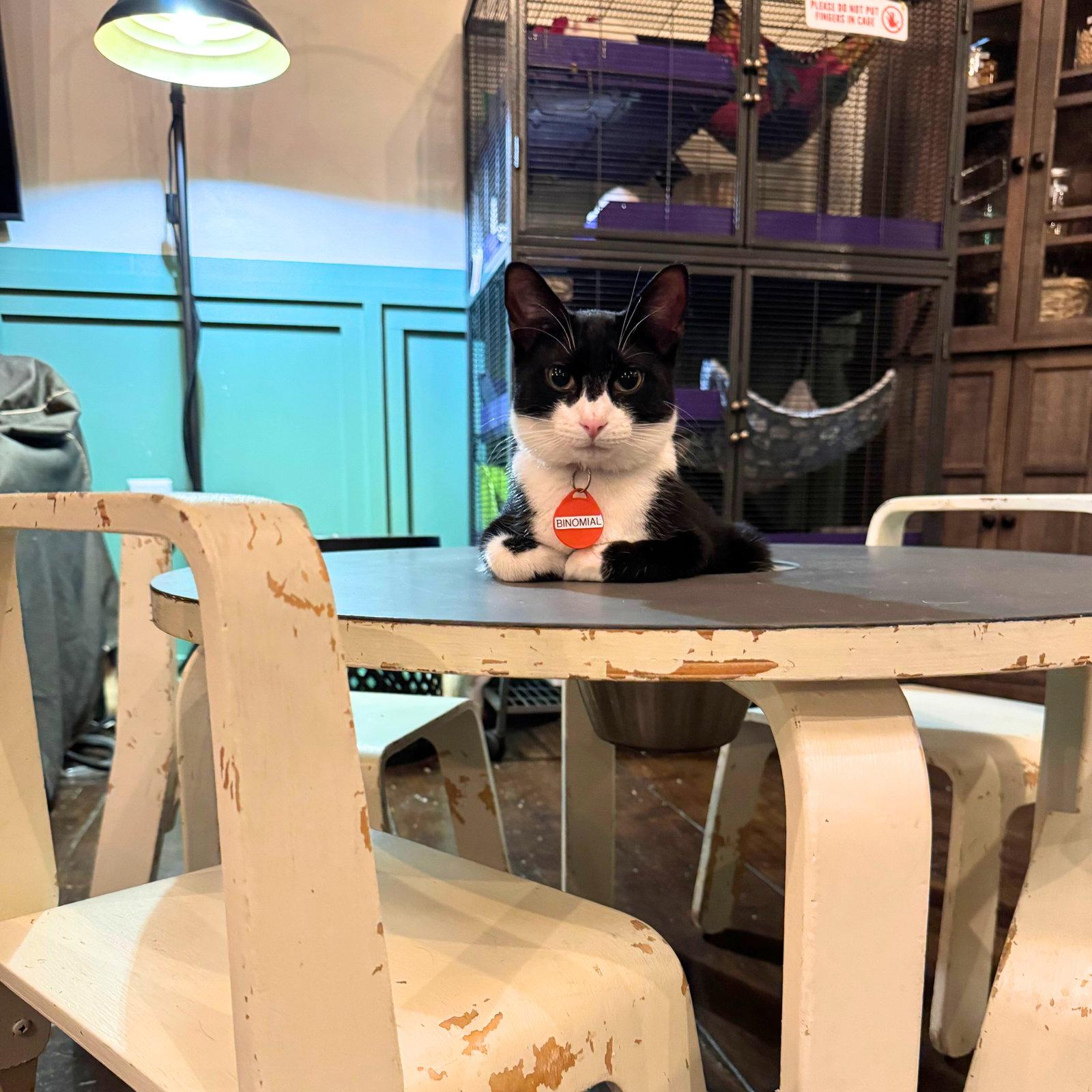 Enlarge Binomial, a Adoptable Domestic Short Hair in Brooklyn, NY image 2/3
