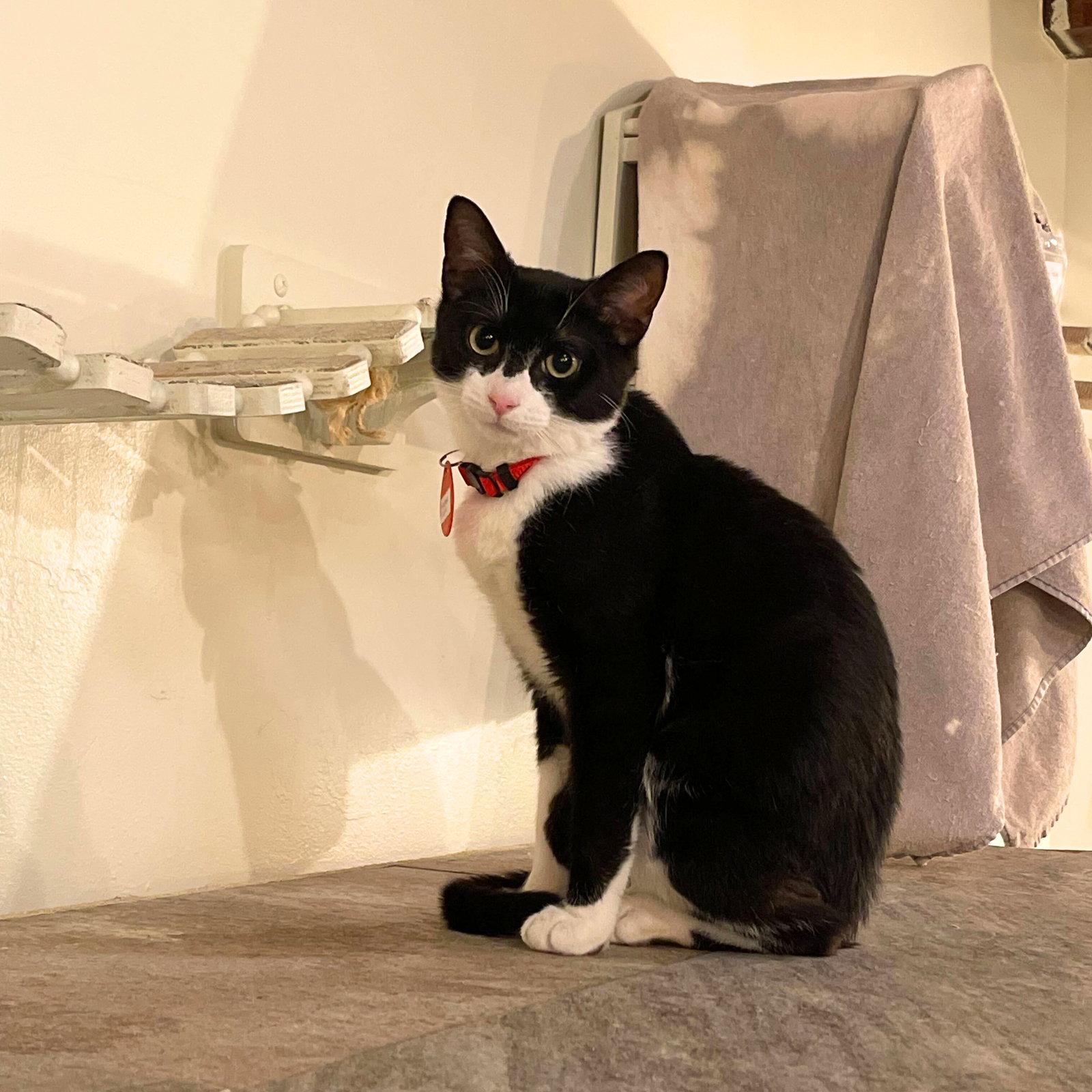 Enlarge Binomial, a Adoptable Domestic Short Hair in Brooklyn, NY image 3/3