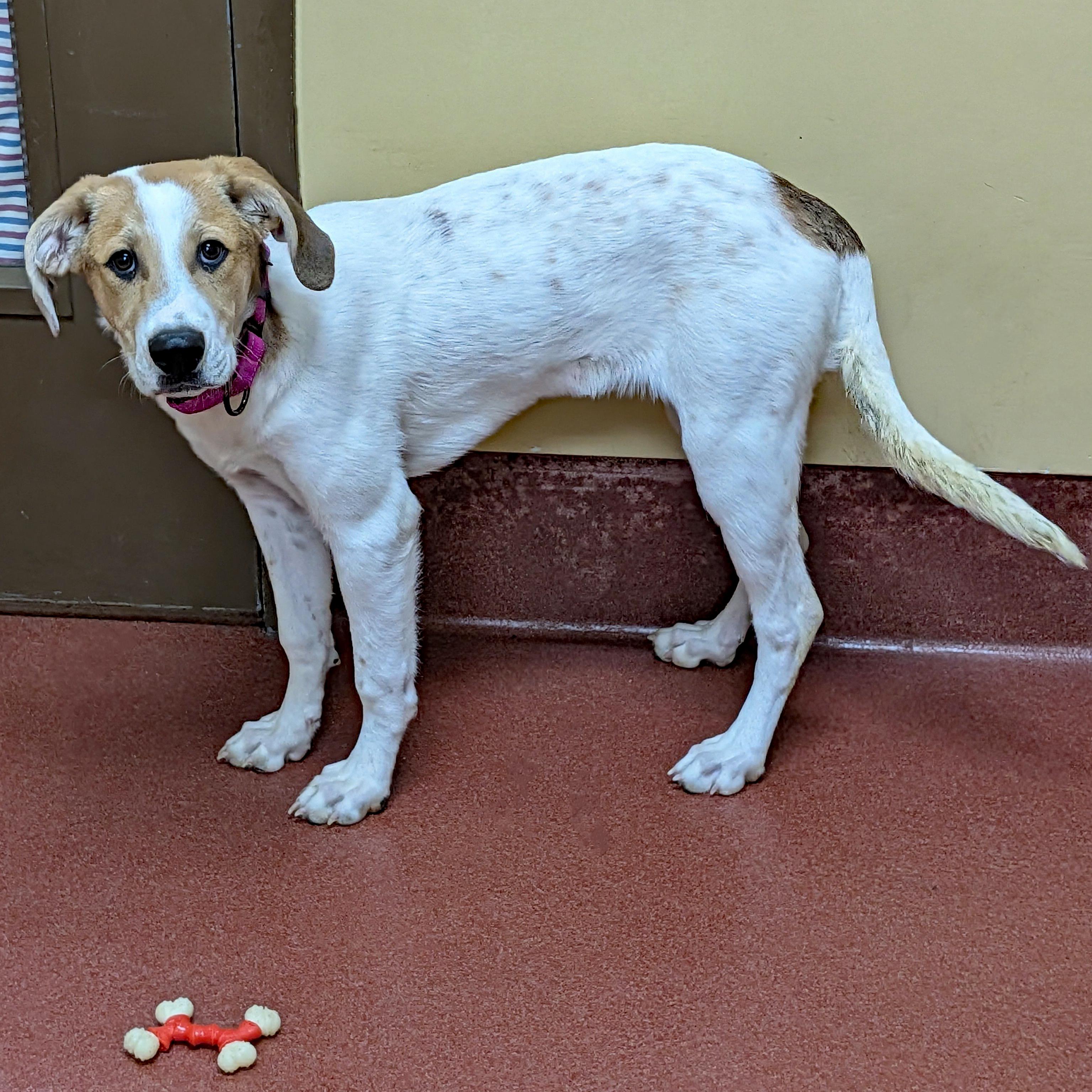 Enlarge Montana, a ADOPTABLE mixed breed in Accident, MD image 3/6