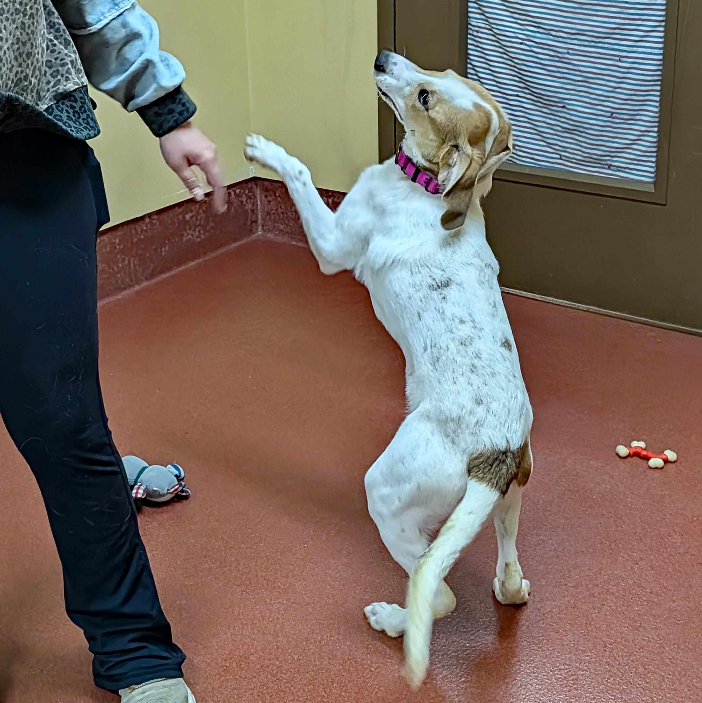 Enlarge Montana, a ADOPTABLE mixed breed in Accident, MD image 4/6