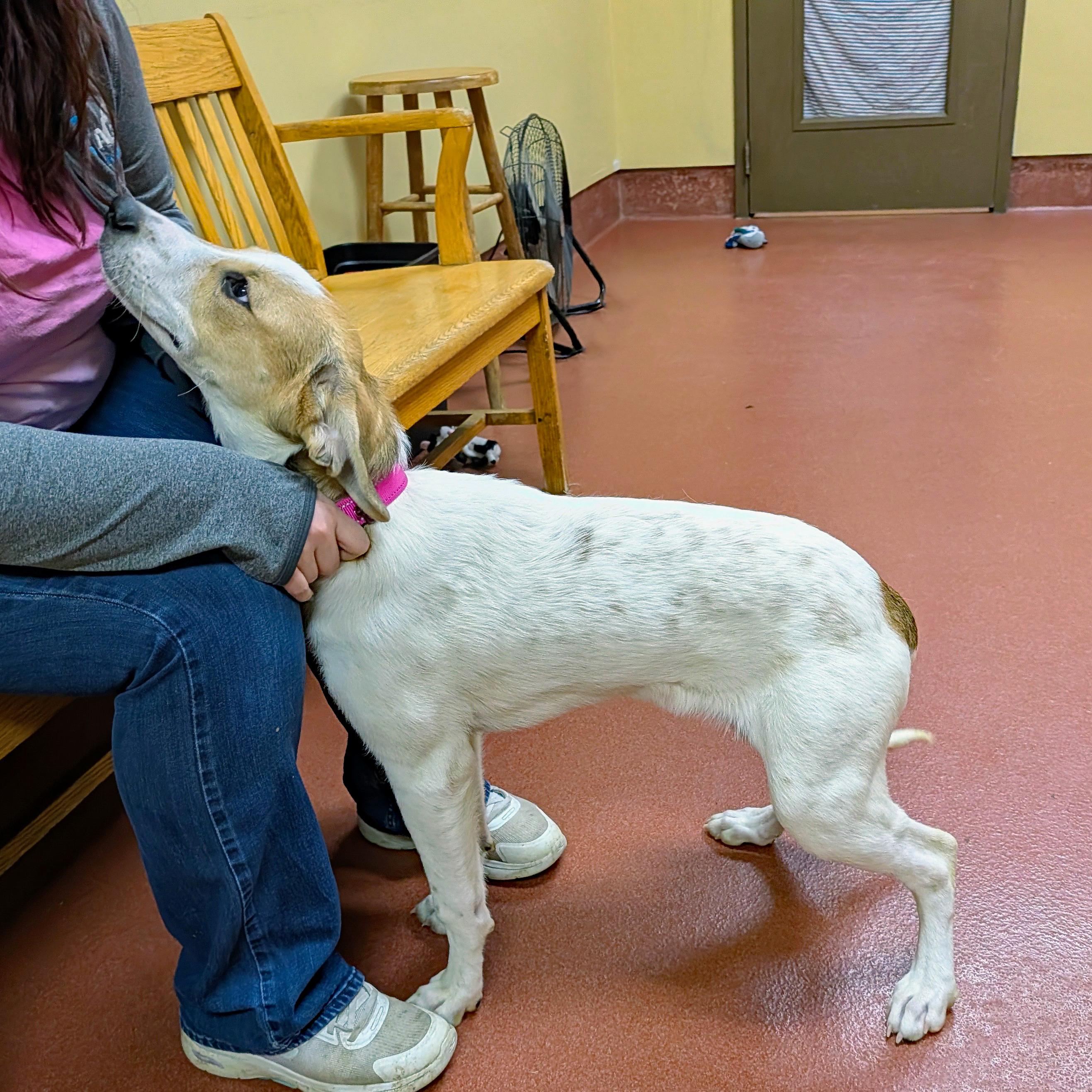 Enlarge Montana, a ADOPTABLE mixed breed in Accident, MD image 5/6