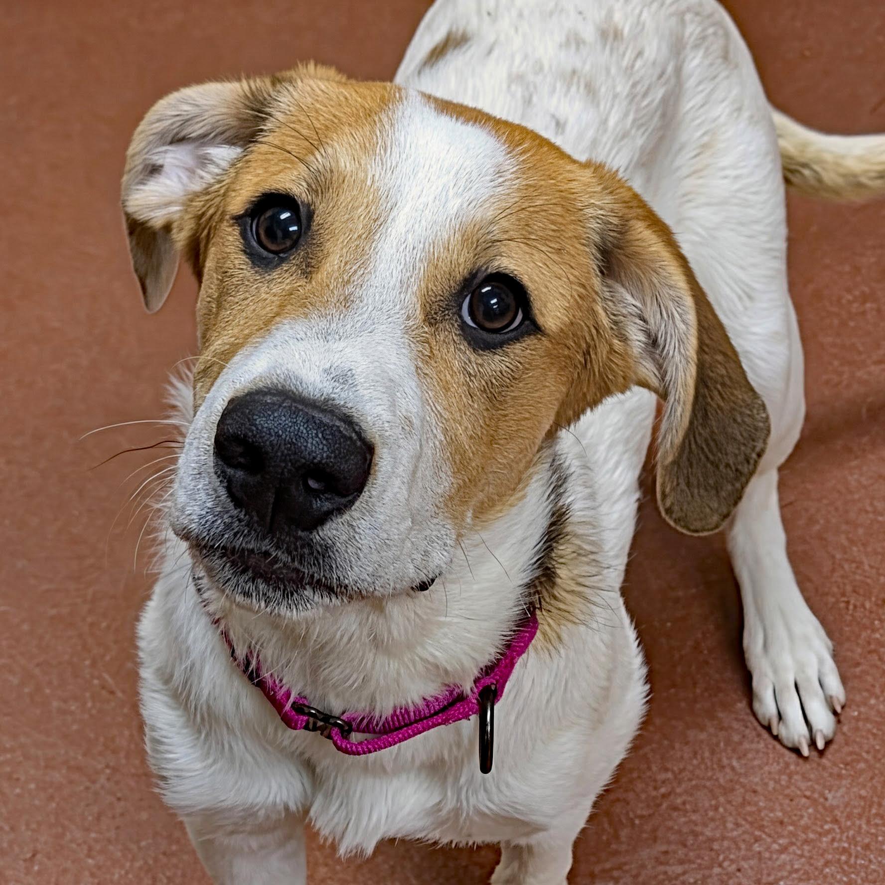 Montana, ADOPTABLE, Puppy Female Plott Hound & Great Pyrenees.