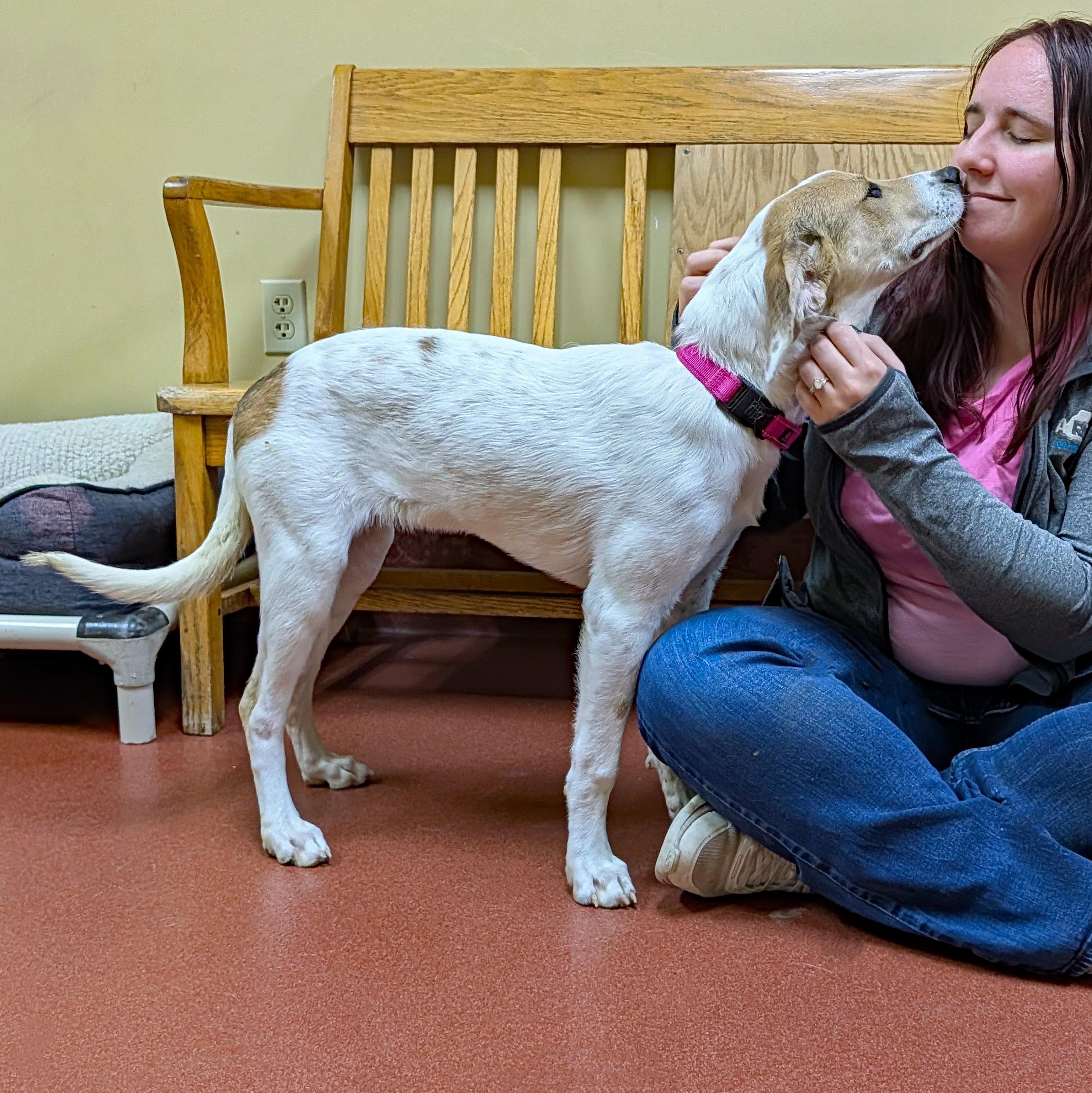 Enlarge Montana, a ADOPTABLE mixed breed in Accident, MD image 2/6