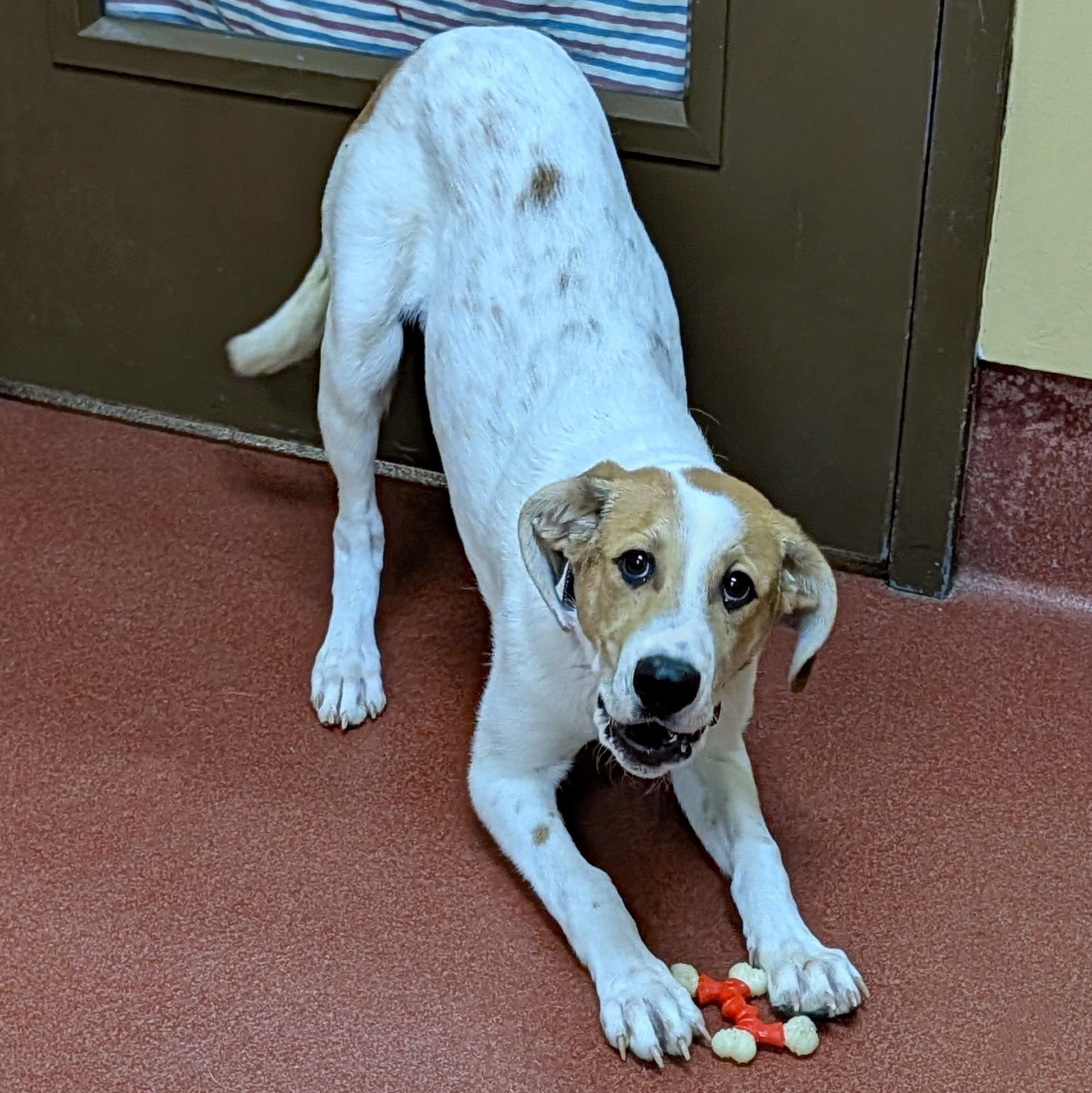 Enlarge Montana, a ADOPTABLE mixed breed in Accident, MD image 6/6