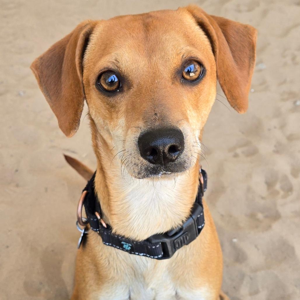 Salt, Adoptable, Adult Male Beagle & Chihuahua.