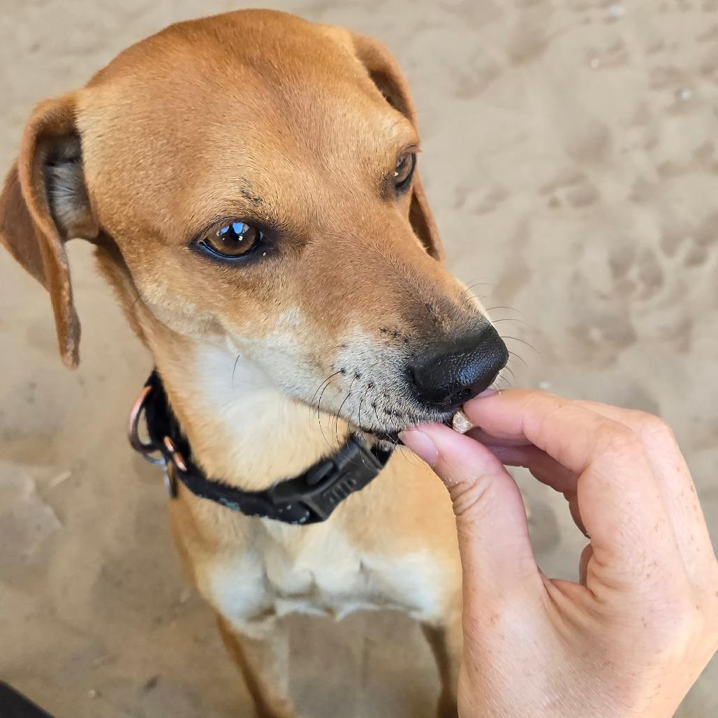 Salt, a Adoptable mixed breed in Ocala, FL image 4/4