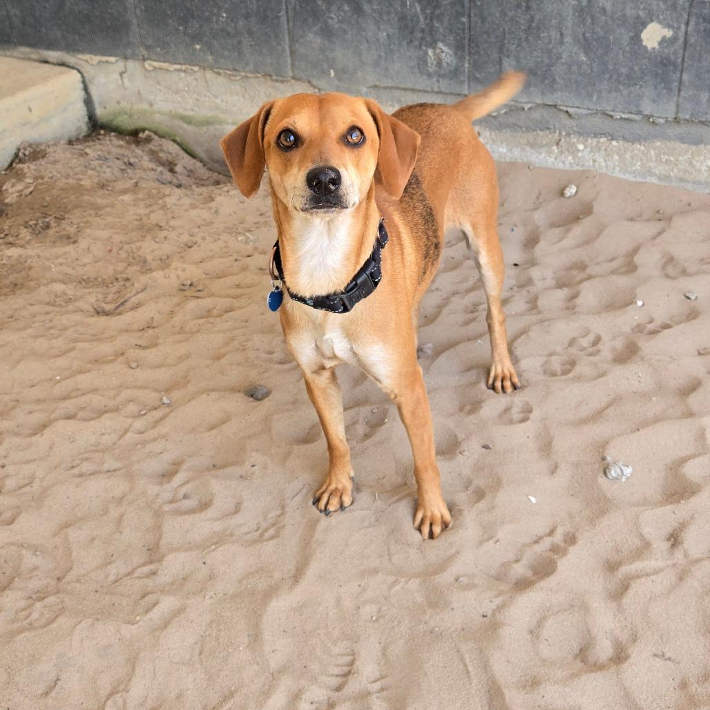 Salt, a Adoptable mixed breed in Ocala, FL image 2/4