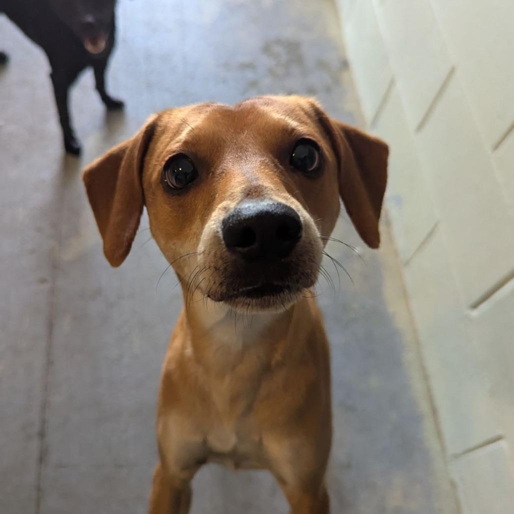 Salt, a Adoptable mixed breed in Ocala, FL image 3/4